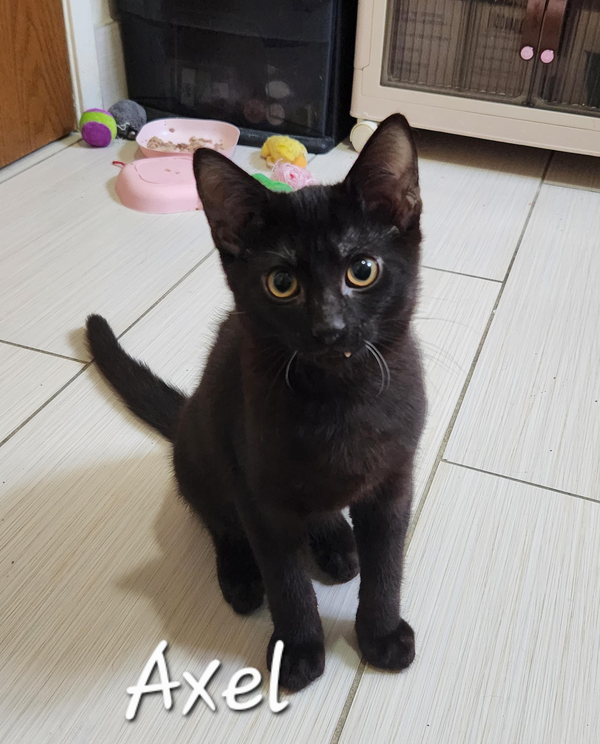 Enlarge Axel, a ADOPTABLE Domestic Short Hair in Redondo Beach, CA image 1/1