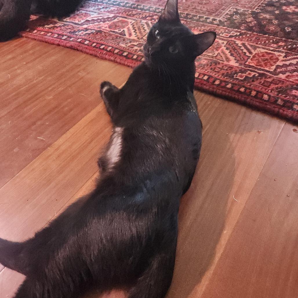 Ollie, Adoptable, Young Female Domestic Medium Hair.