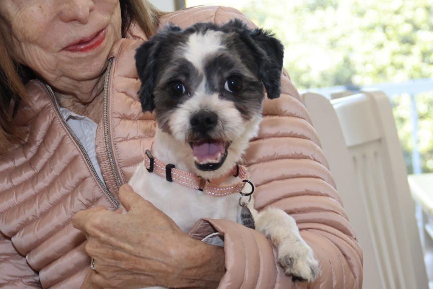 Enlarge Trenton, a ADOPTABLE Havanese in POTOMAC, MD image 2/6