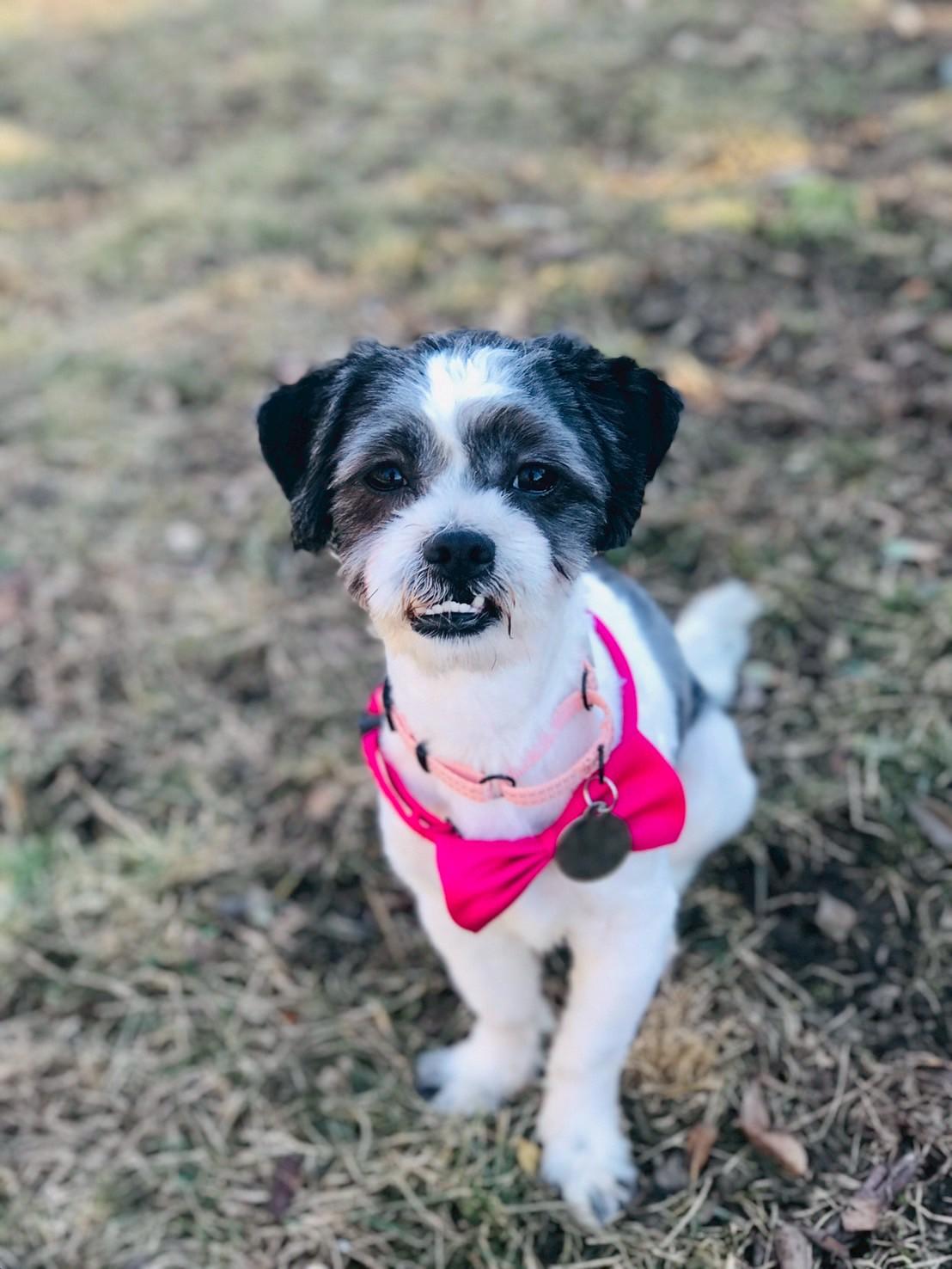 Enlarge Trenton, a ADOPTABLE Havanese in POTOMAC, MD image 6/6
