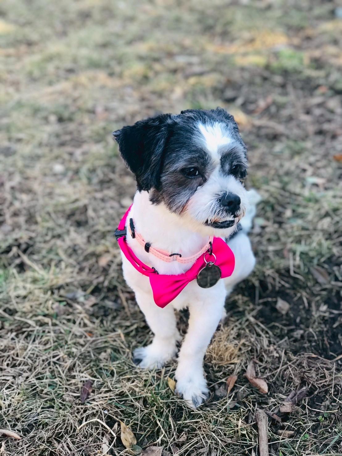 Enlarge Trenton, a ADOPTABLE Havanese in POTOMAC, MD image 5/6