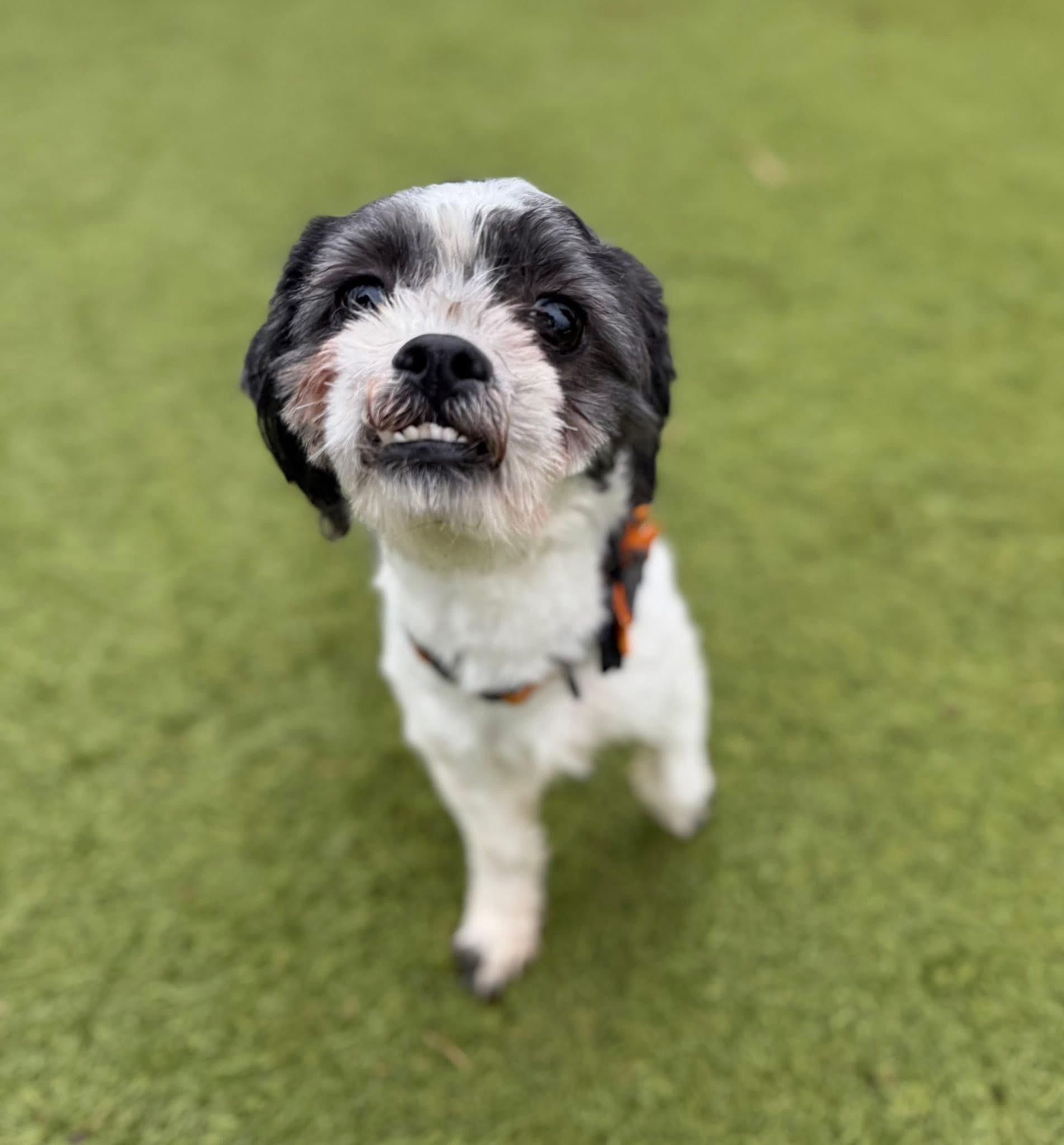 Enlarge Trenton, a ADOPTABLE Havanese in POTOMAC, MD image 4/6