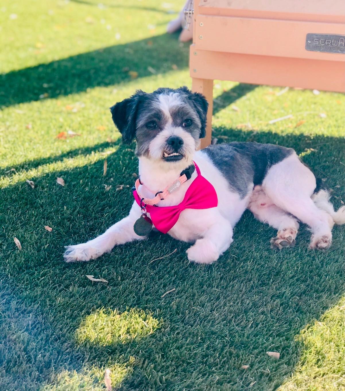 Trenton, ADOPTABLE, Young Male Havanese.