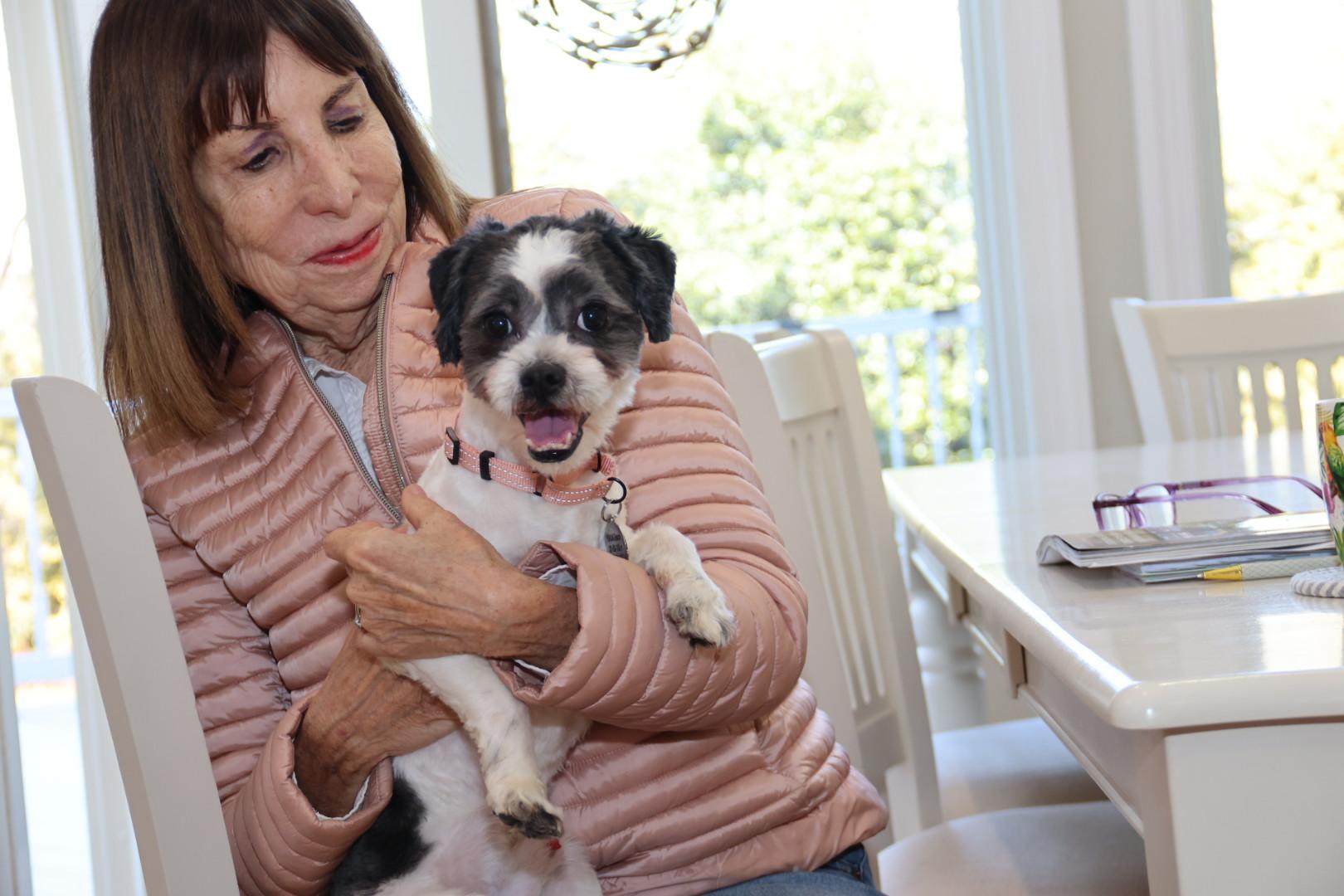 Enlarge Trenton, a ADOPTABLE Havanese in POTOMAC, MD image 3/6