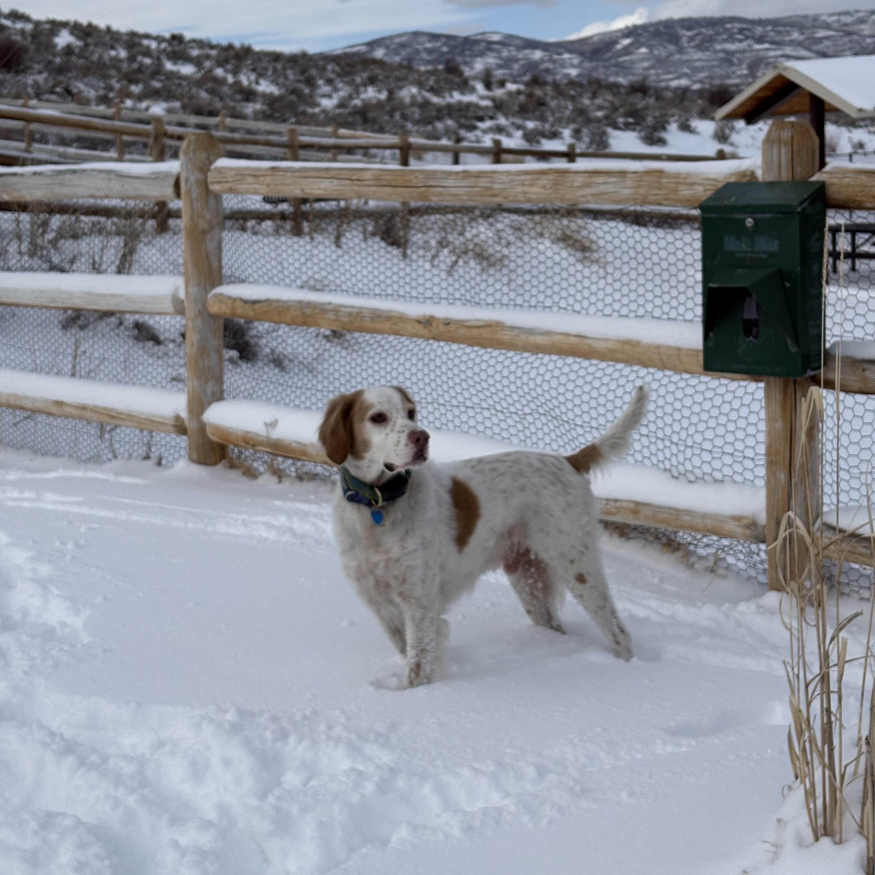 Sampson, a ADOPTABLE English Setter in Park City, UT image 2/6