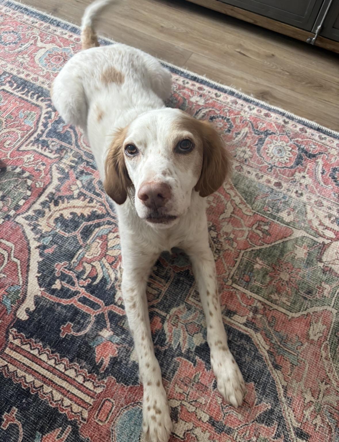 Sampson, a ADOPTABLE English Setter in Park City, UT image 5/6
