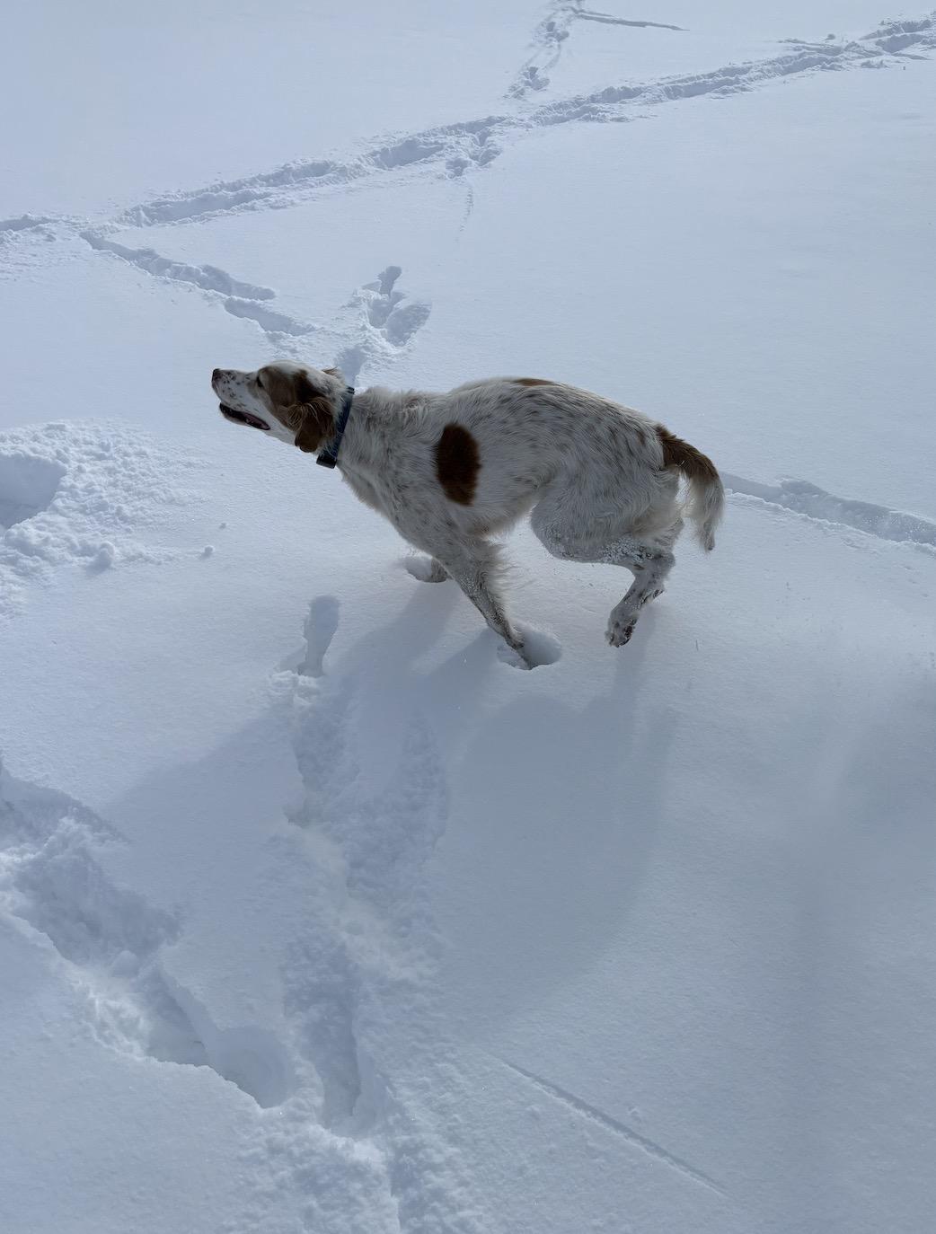 Enlarge Sampson, a ADOPTABLE English Setter in Park City, UT image 3/6