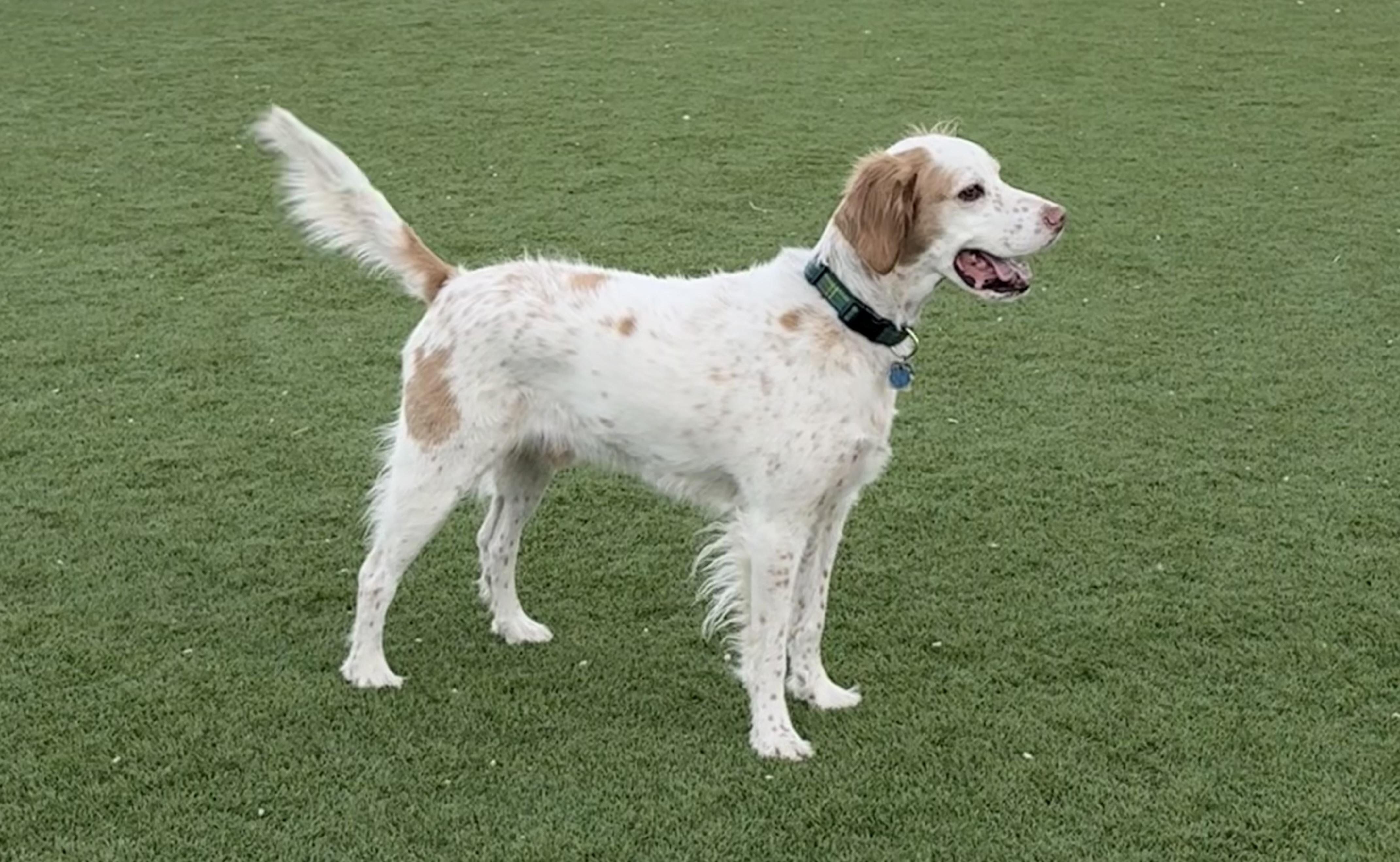 Enlarge Sampson, a ADOPTABLE English Setter in Park City, UT image 6/6