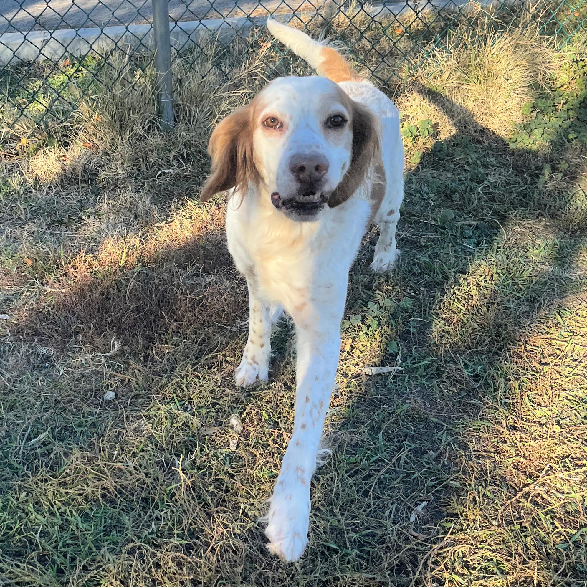 Sampson, a ADOPTABLE English Setter in Park City, UT image 4/6