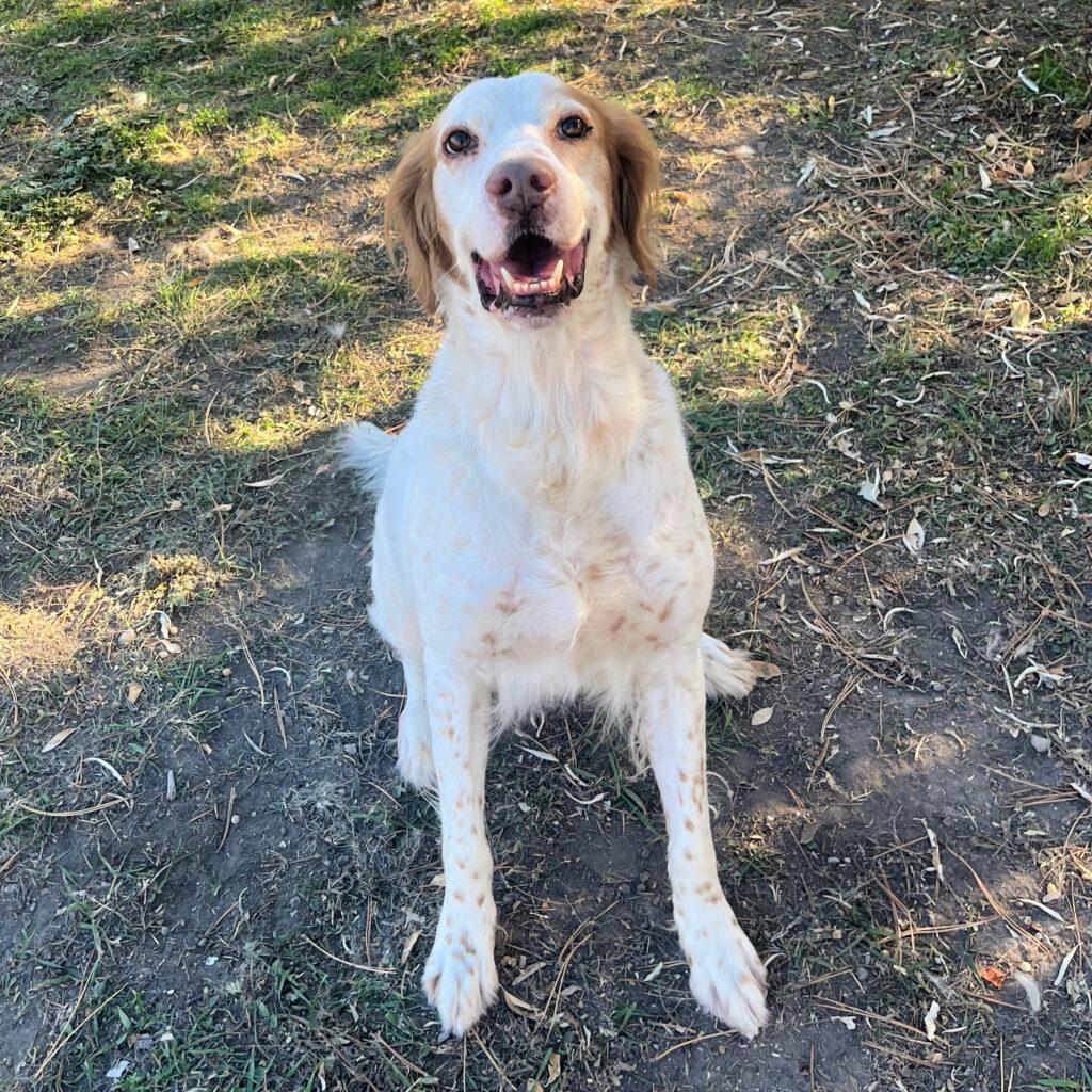 Enlarge Sampson, a ADOPTABLE English Setter in Park City, UT image 1/6