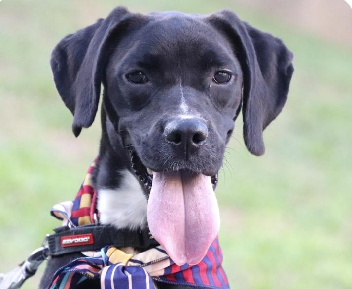 Enlarge Nala, a ADOPTABLE mixed breed in San Francisco, CA image 1/1