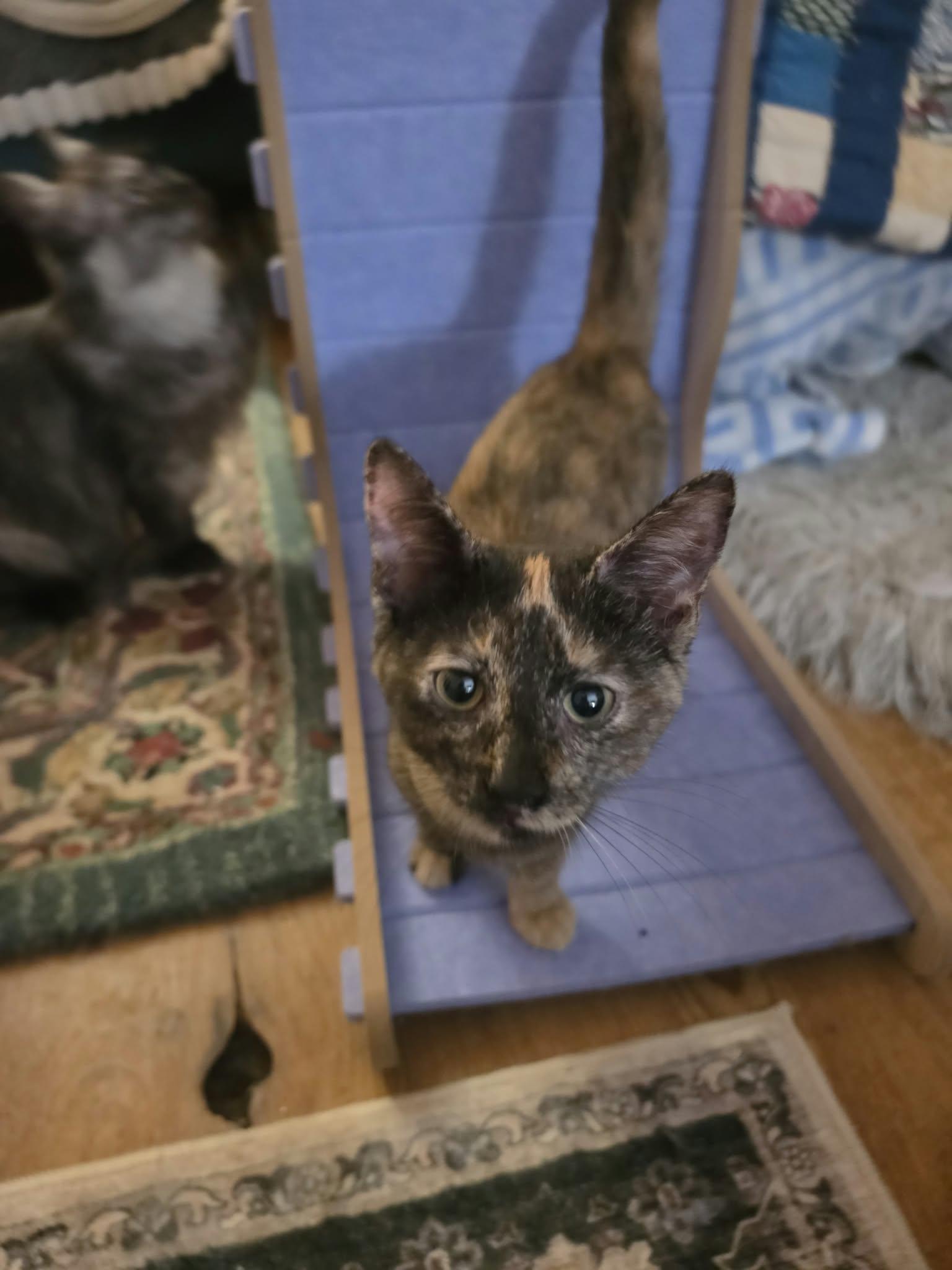 Enlarge Paisley, a Adoptable Domestic Short Hair in Belchertown, MA image 2/2