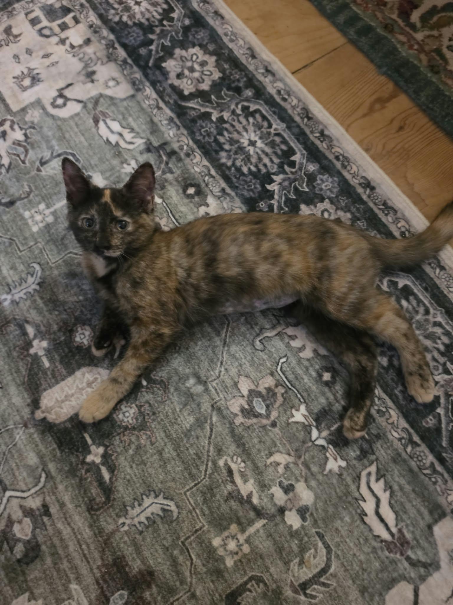 Paisley, Adoptable, Young Female Domestic Short Hair.