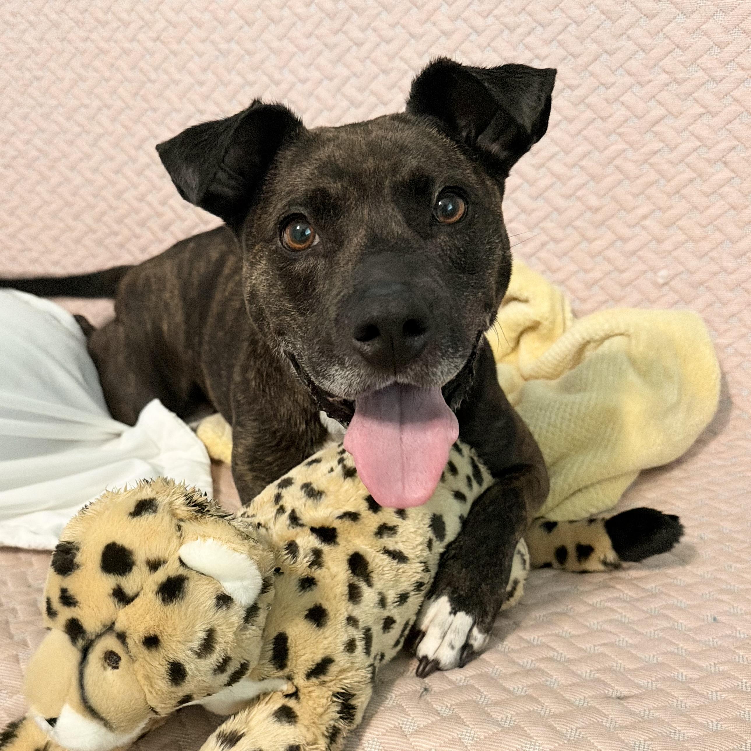 Tulip, ADOPTABLE, Adult Female Labrador Retriever.