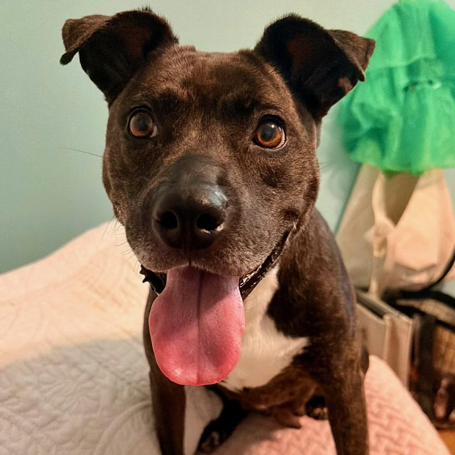 Tulip, a ADOPTABLE mixed breed in Birmingham, AL image 5/6