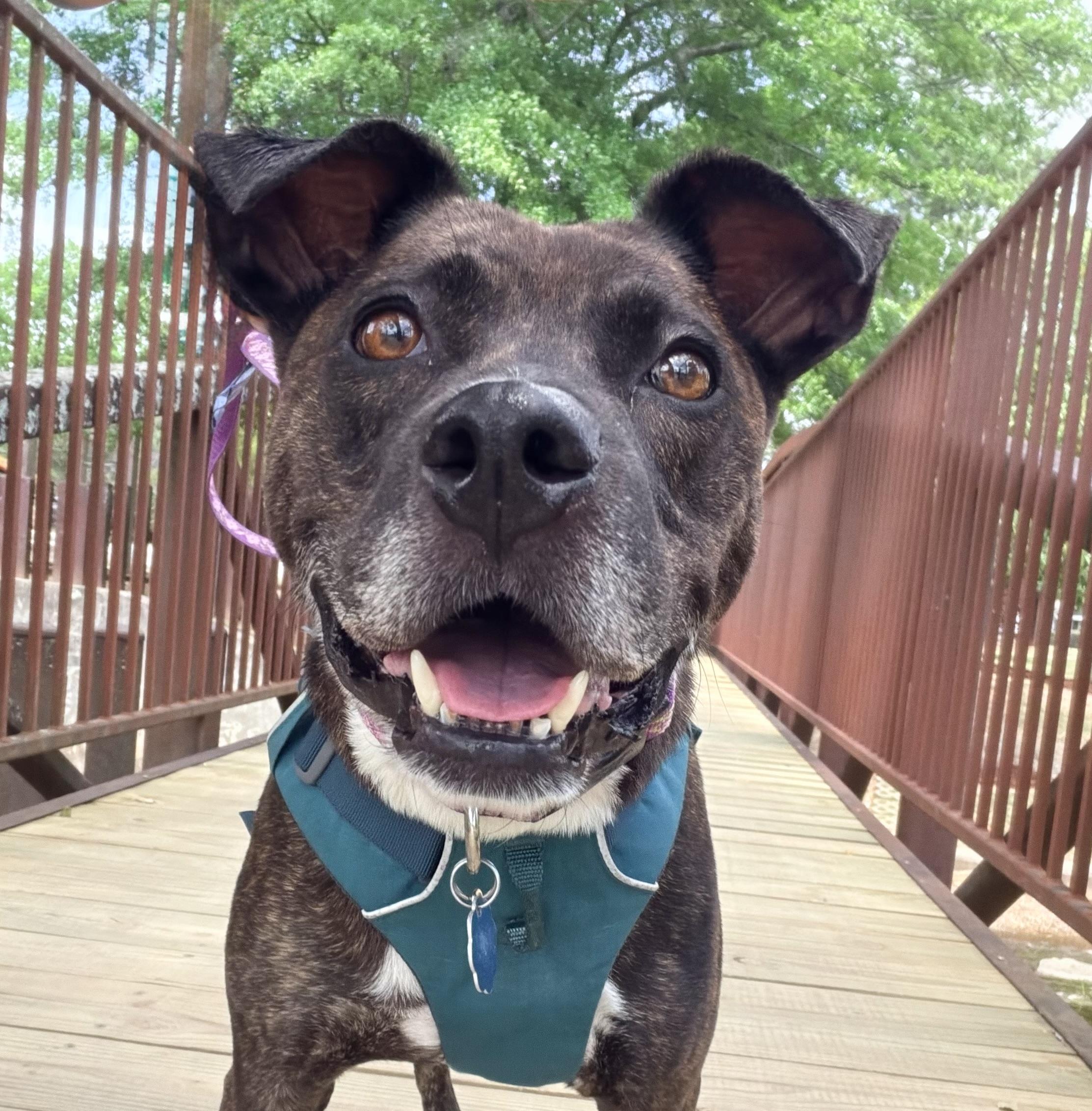 Tulip, a ADOPTABLE mixed breed in Birmingham, AL image 3/6