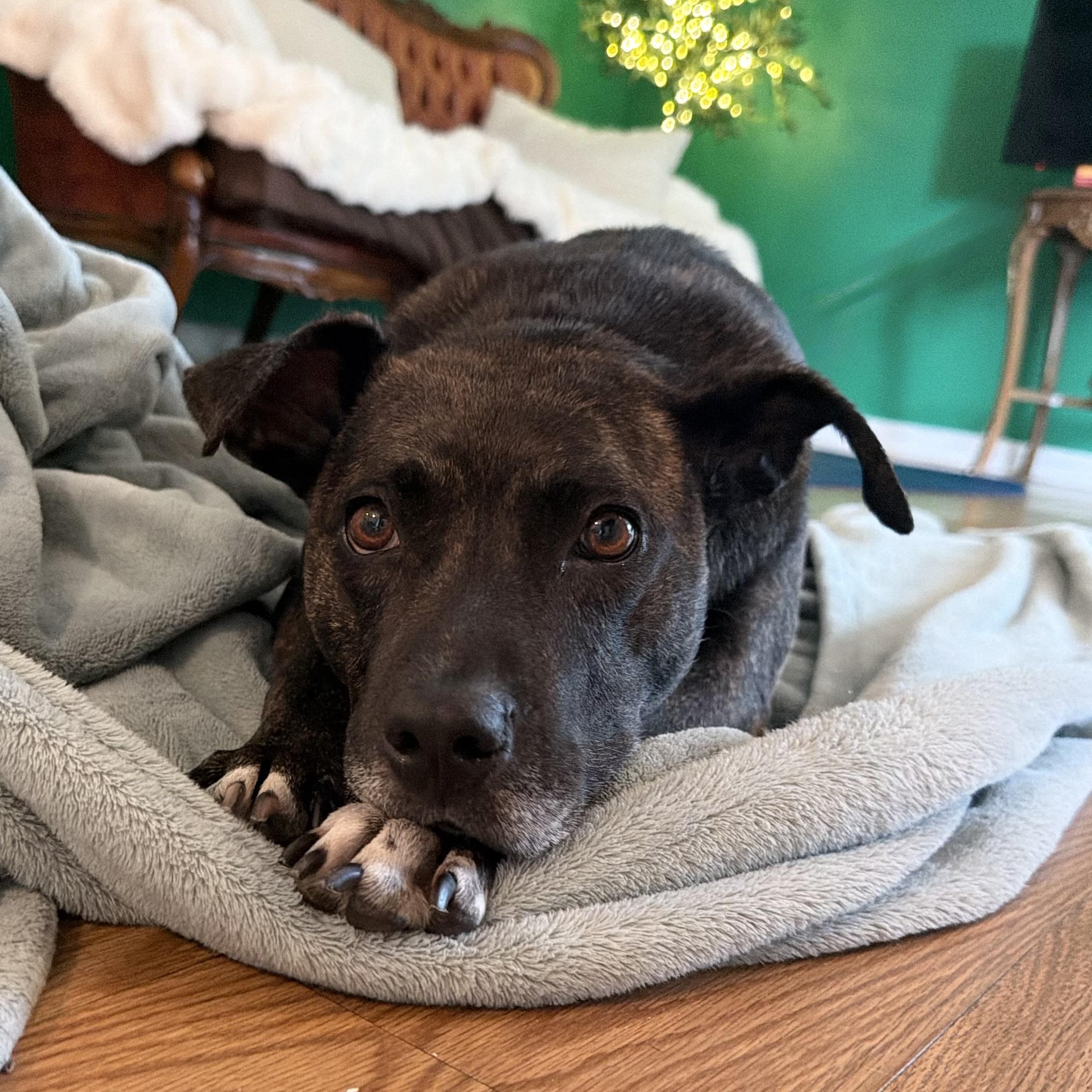 Enlarge Tulip, a Adoptable mixed breed in Birmingham, AL image 5/6