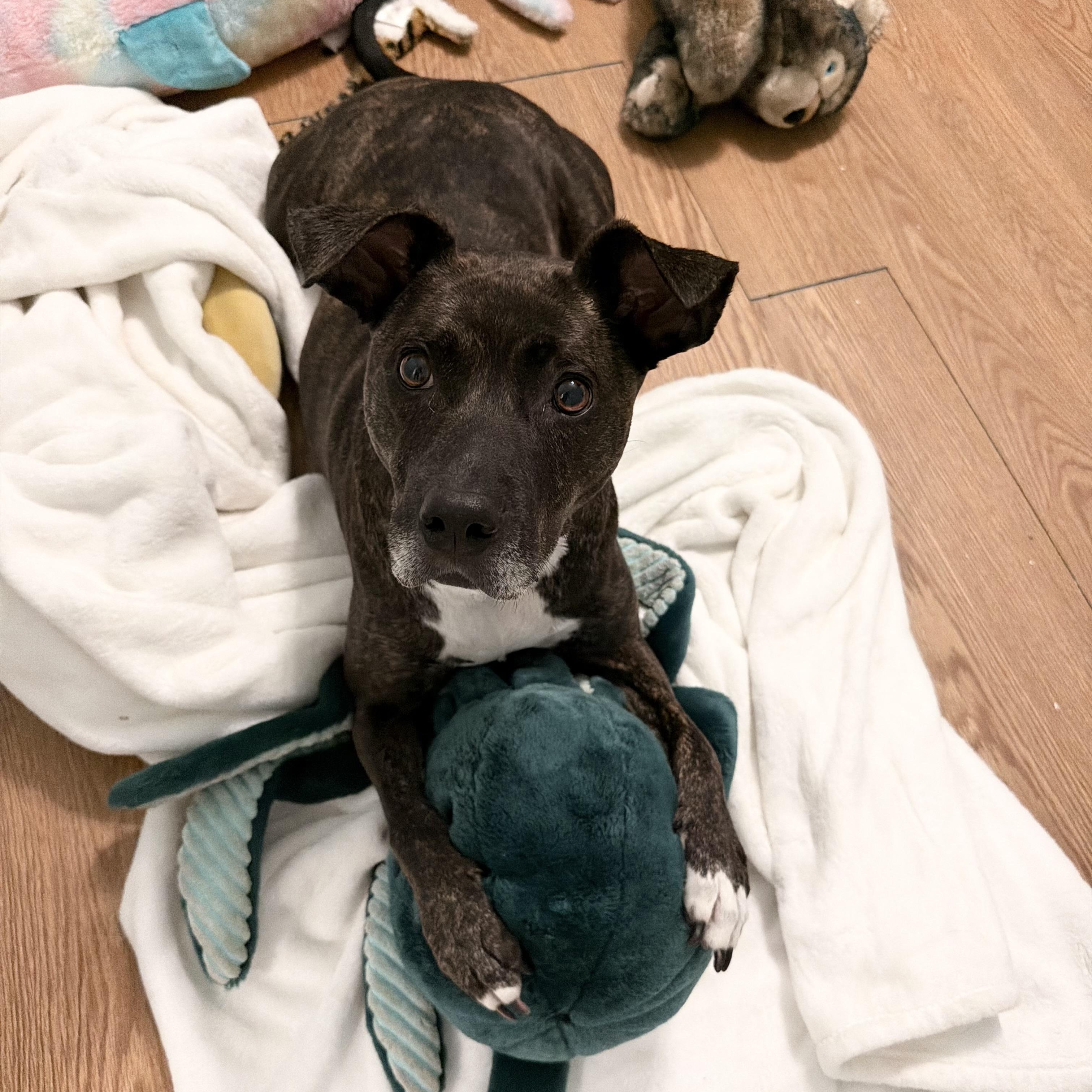 Enlarge Tulip, a Adoptable mixed breed in Birmingham, AL image 4/6
