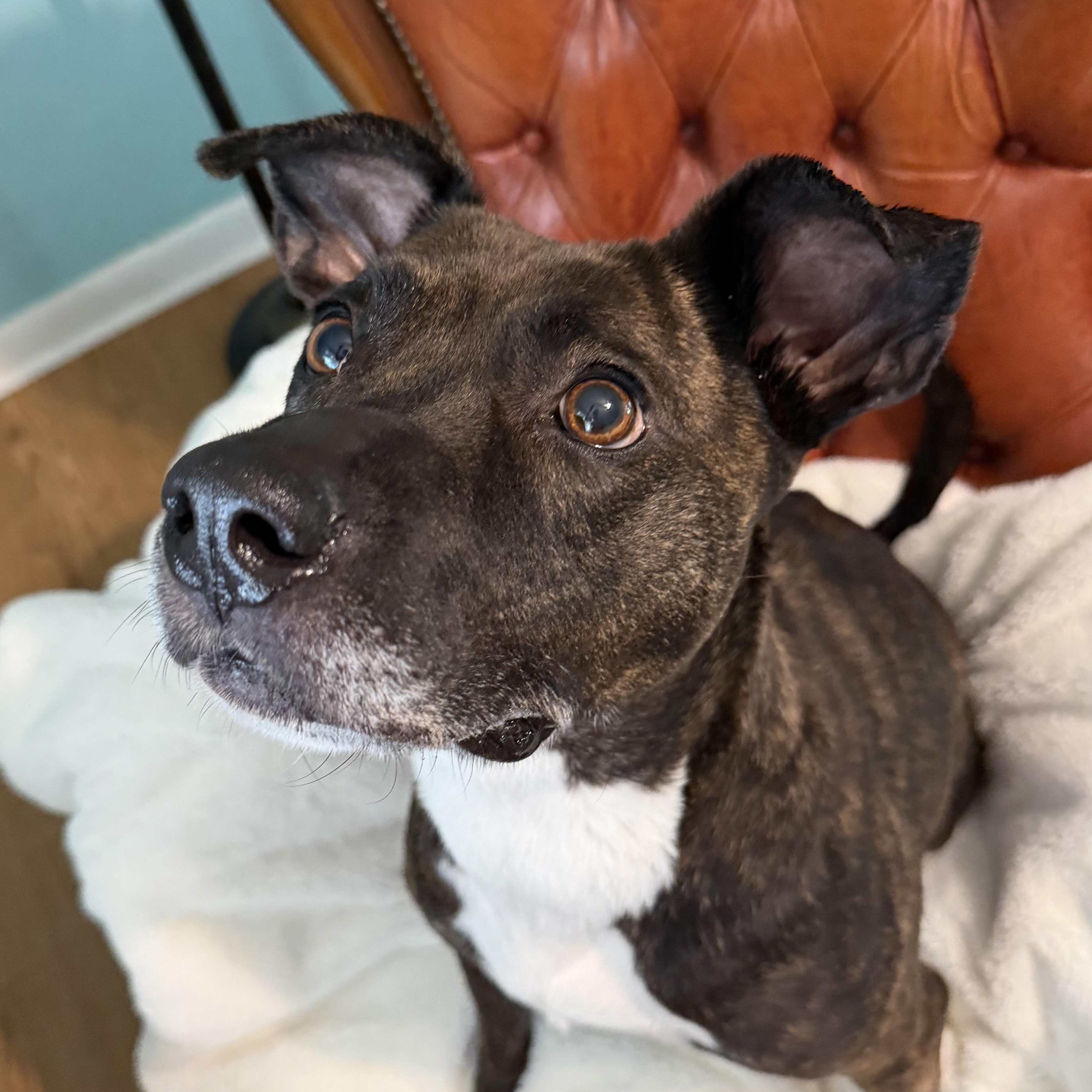 Tulip, a ADOPTABLE mixed breed in Birmingham, AL image 6/6