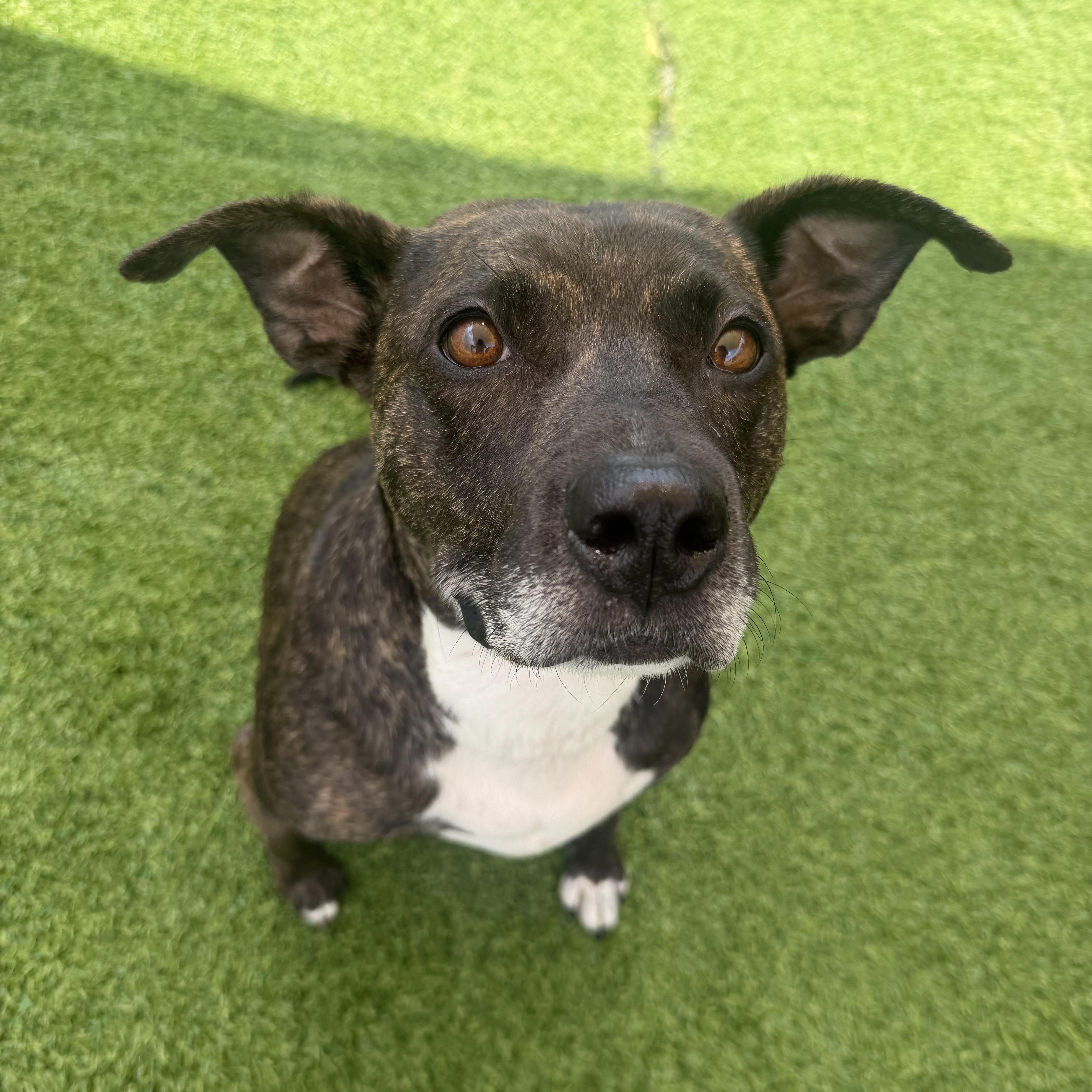 Tulip, a ADOPTABLE mixed breed in Birmingham, AL image 2/6