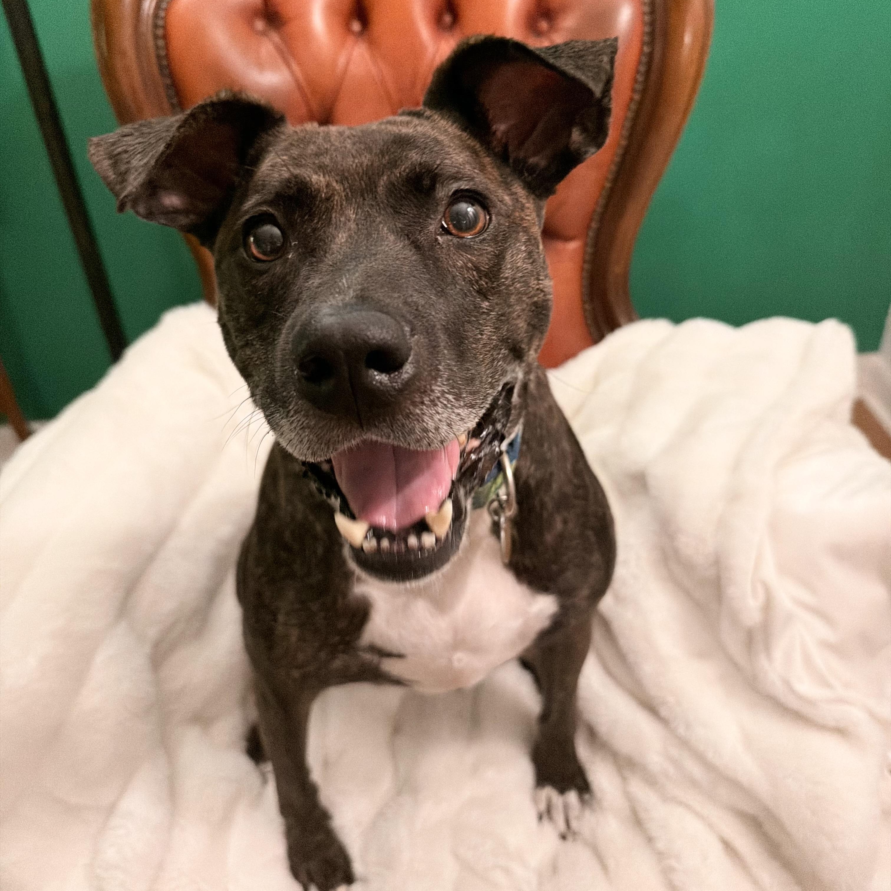Enlarge Tulip, a Adoptable mixed breed in Birmingham, AL image 6/6