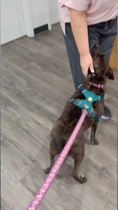 Enlarge Tulip, a ADOPTABLE mixed breed in Birmingham, AL video 4/6