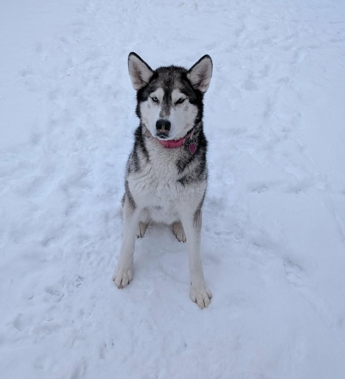 Enlarge Luna, a ADOPTABLE Husky in Rigaud, QC image 2/3
