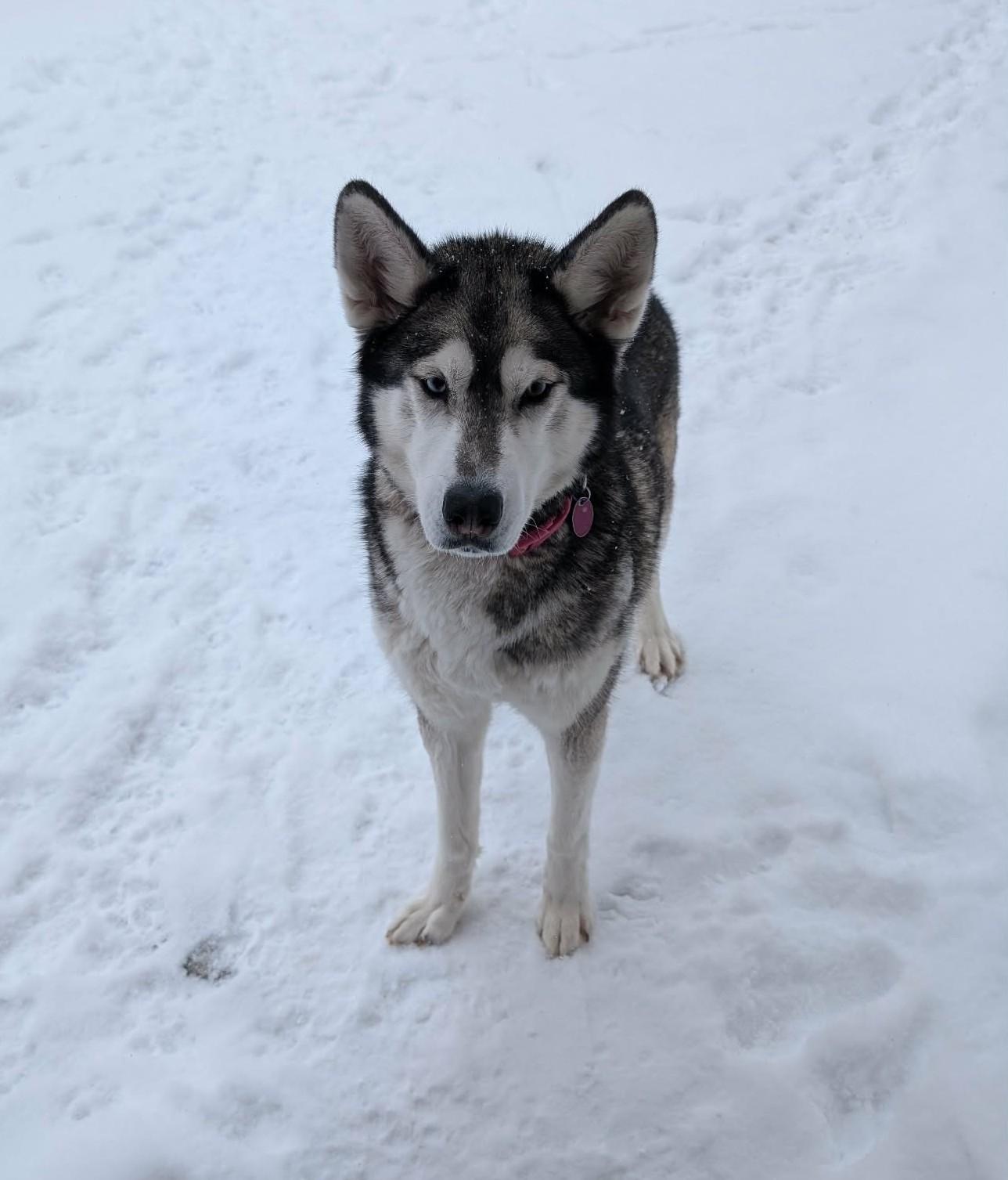 Enlarge Luna, a ADOPTABLE Husky in Rigaud, QC image 3/3