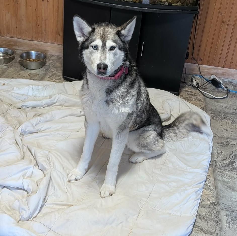 Luna, ADOPTABLE, Adult Female Husky.