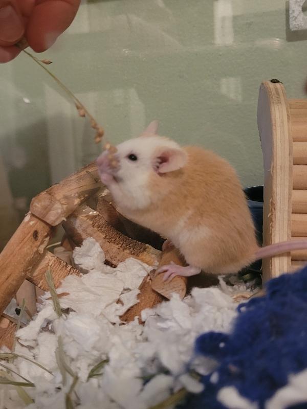 Enlarge Ginger, a Adoptable Mouse in Auburn, ME image 3/4
