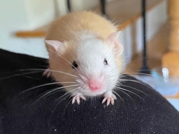 Ginger, Adoptable, Adult Male Mouse.