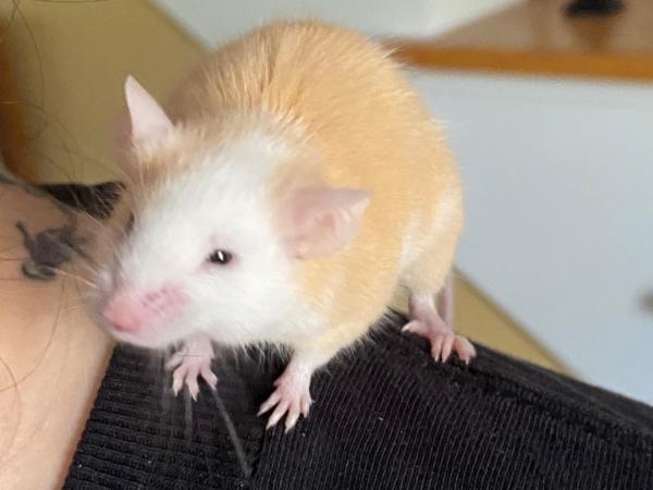 Enlarge Ginger, a Adoptable Mouse in Auburn, ME image 2/4