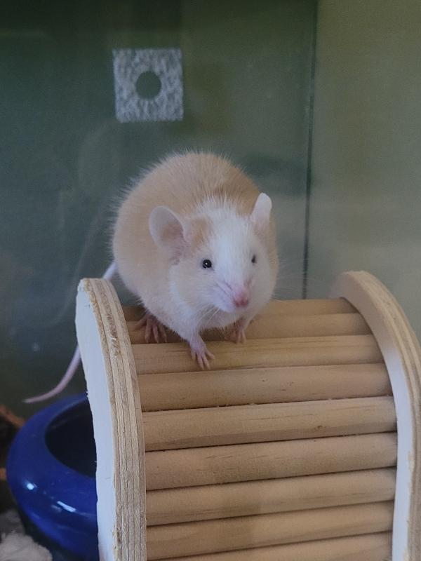 Enlarge Ginger, a Adoptable Mouse in Auburn, ME image 4/4