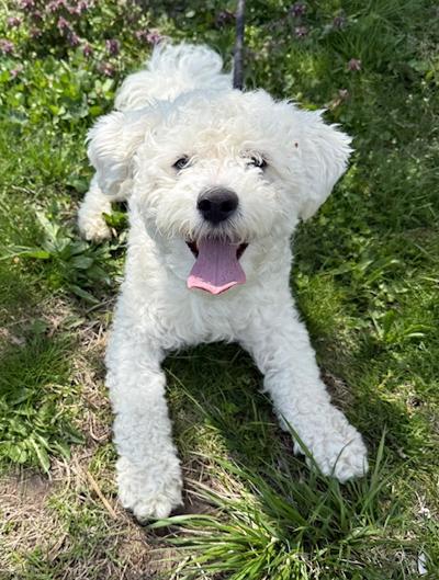 Enlarge Belguim , an adopted mixed breed in Long Beach, NY image 1/3