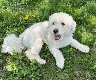 Enlarge Belguim , an adopted mixed breed in Long Beach, NY image 2/3