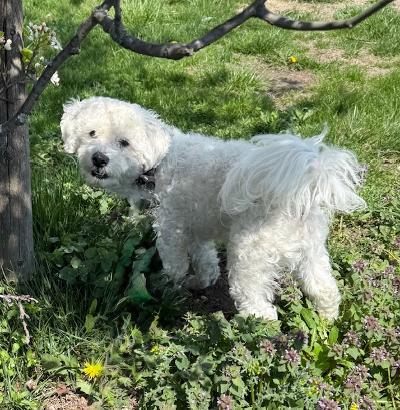 Enlarge Belguim , an adopted mixed breed in Long Beach, NY image 3/3