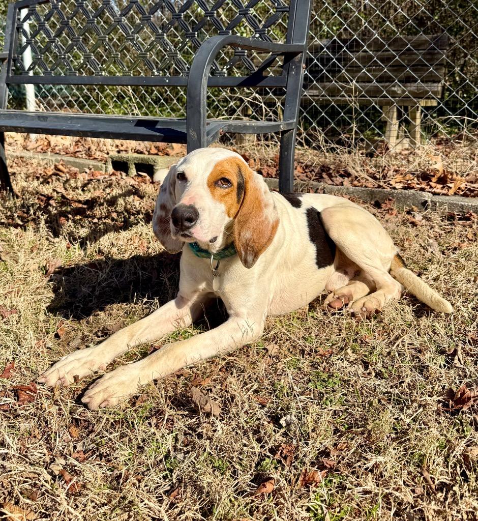 Enlarge River, a Adoptable Hound in Hampton, VA image 1/1