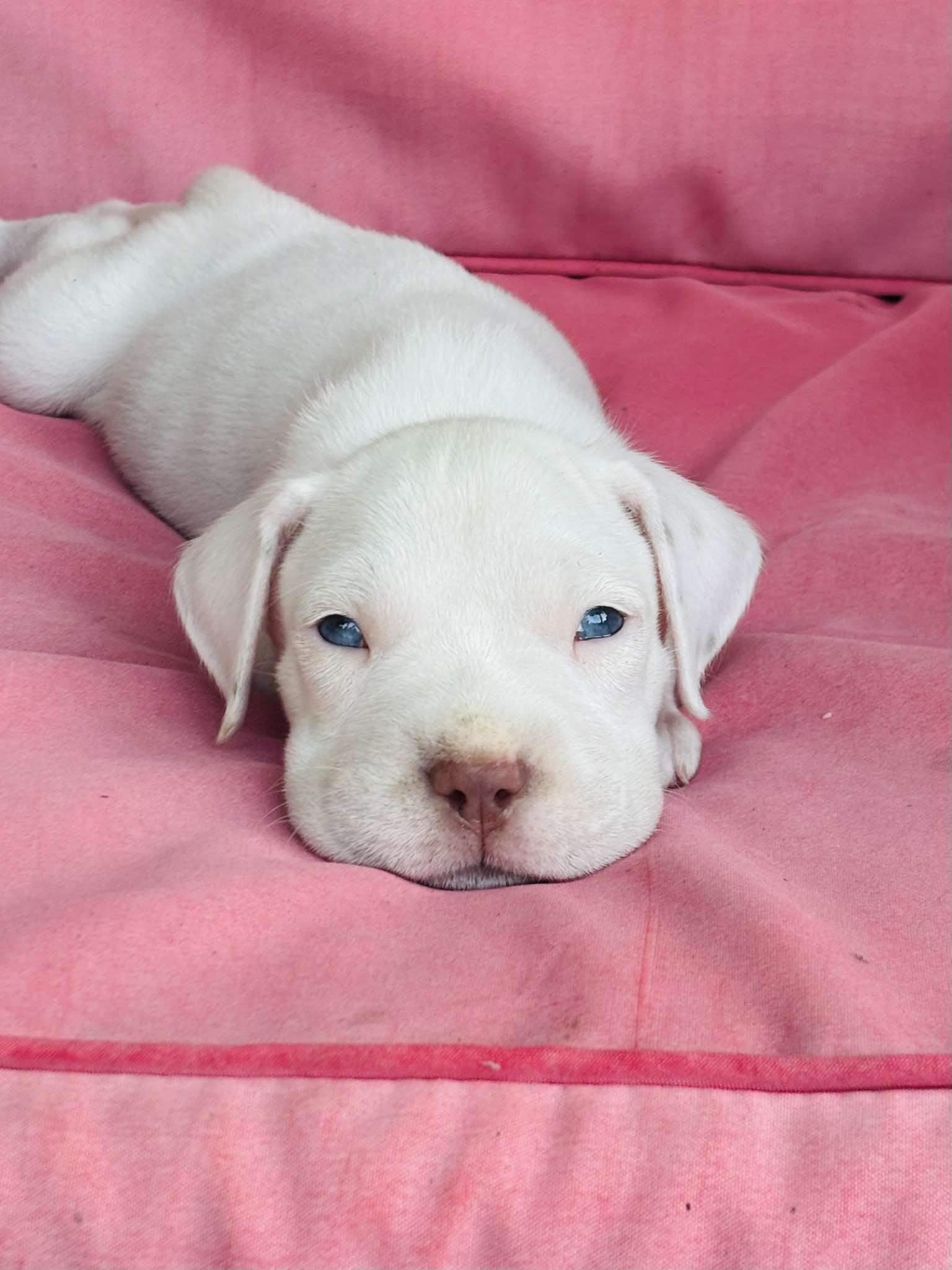 Enlarge Alfredo, an adopted mixed breed in Jacksonville, FL image 3/6
