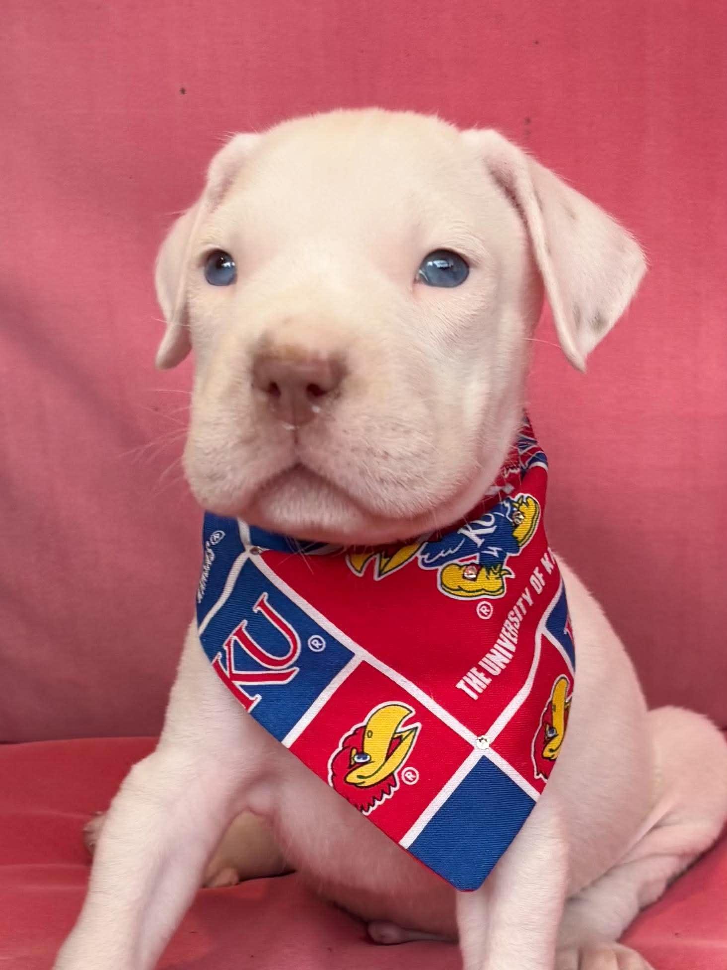 Enlarge Alfredo, an adopted mixed breed in Jacksonville, FL image 1/6