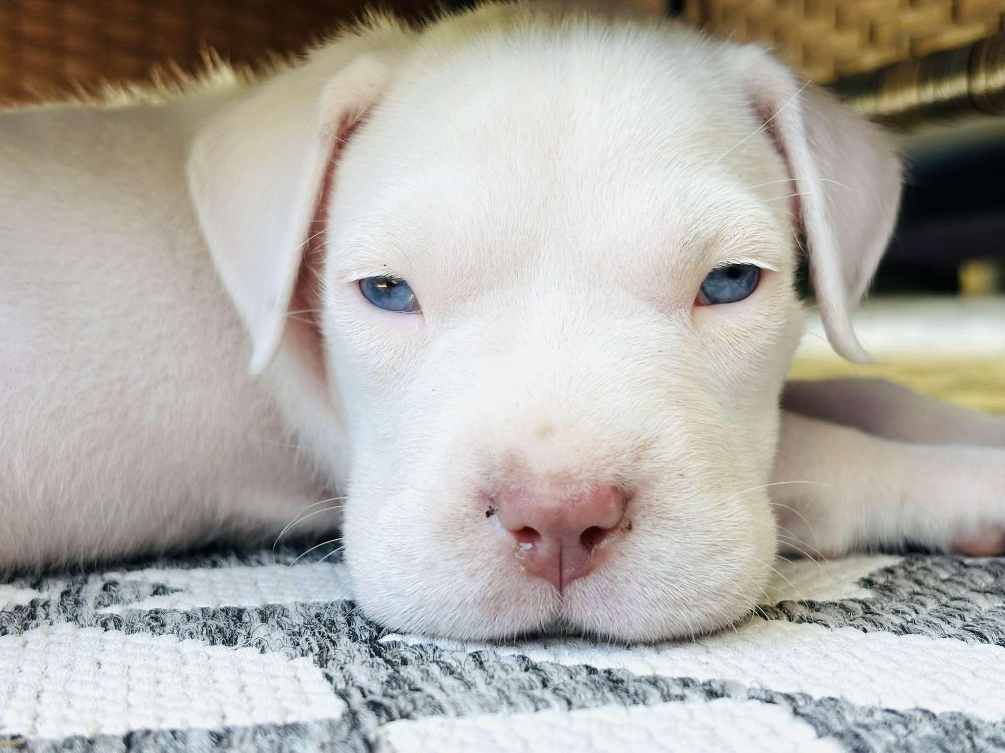 Enlarge Alfredo, an adopted mixed breed in Jacksonville, FL image 4/6