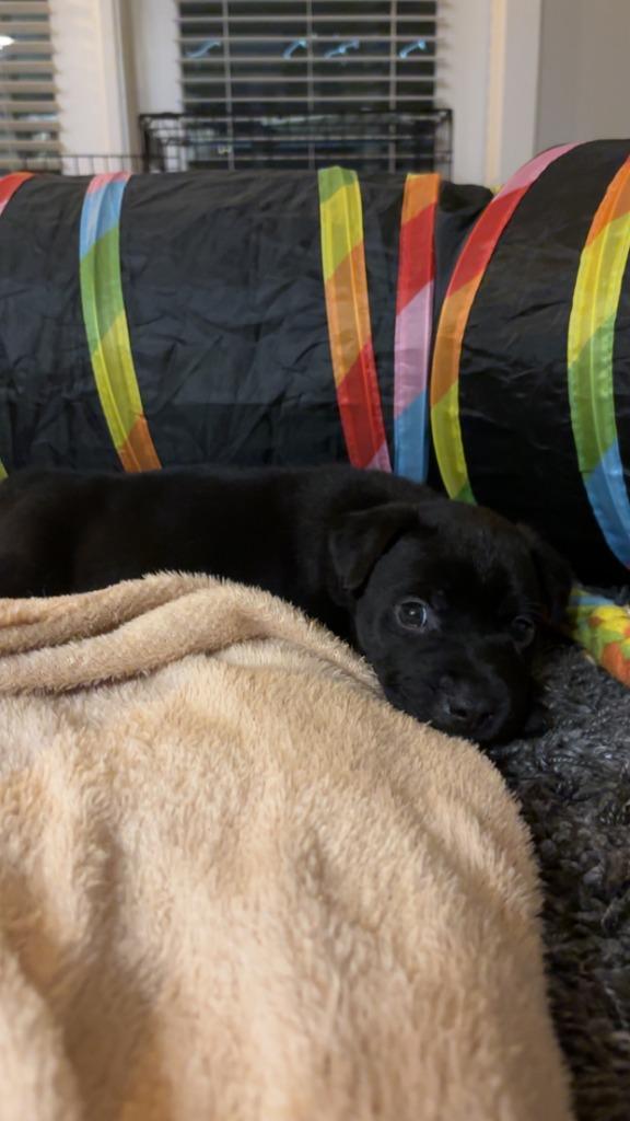 Loafer, Adoptable, Puppy Male Pit Bull Terrier & Shepherd.