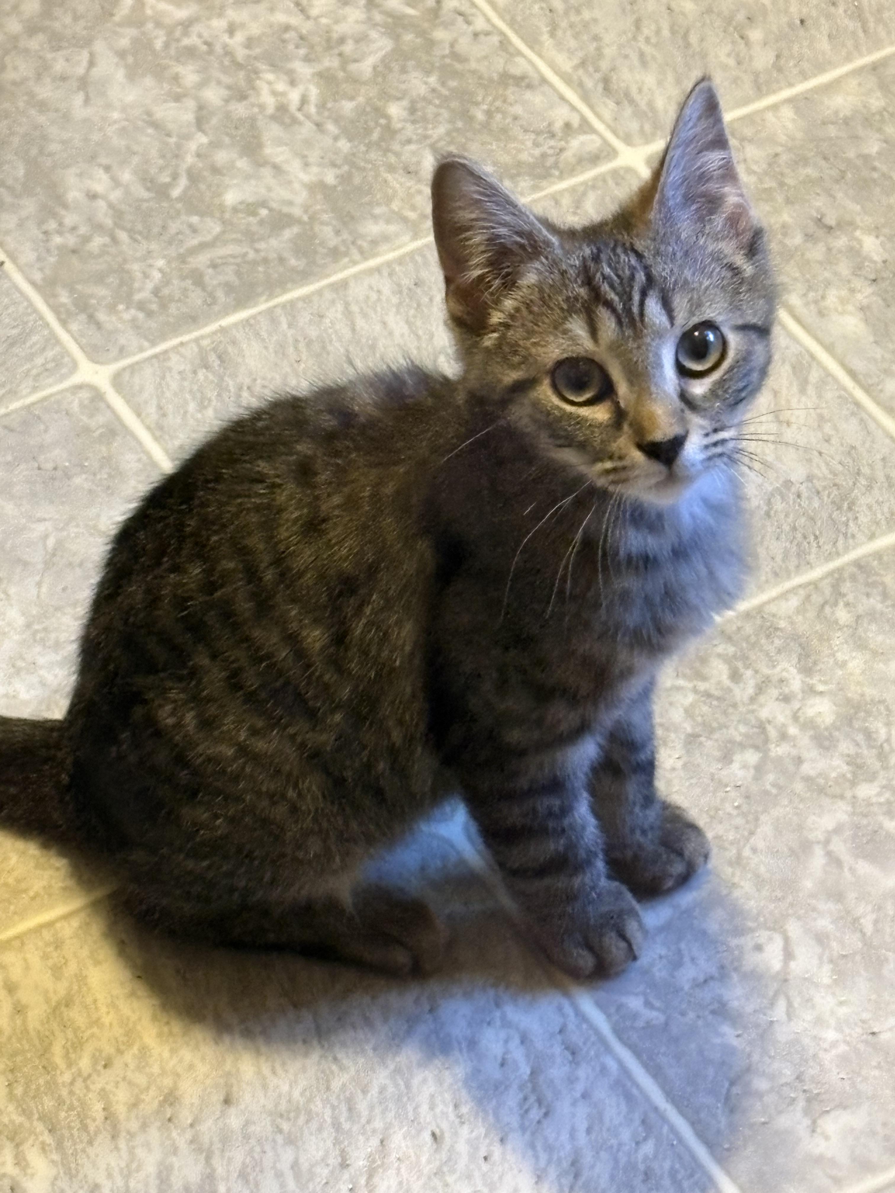 Enlarge Ollie, an adopted Domestic Short Hair in Riverside, RI image 2/3