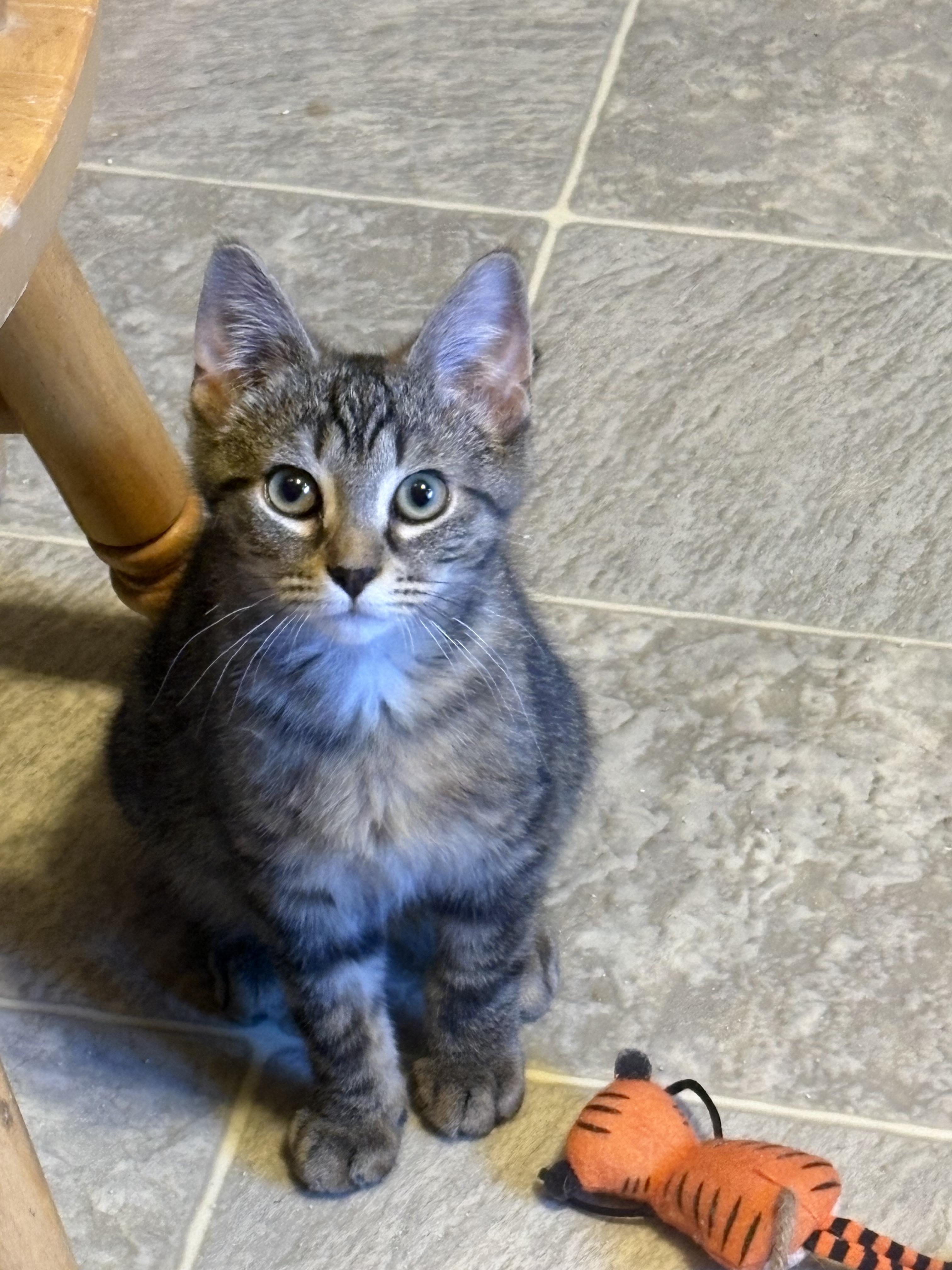 Ollie, adopted, Young Male Domestic Short Hair.