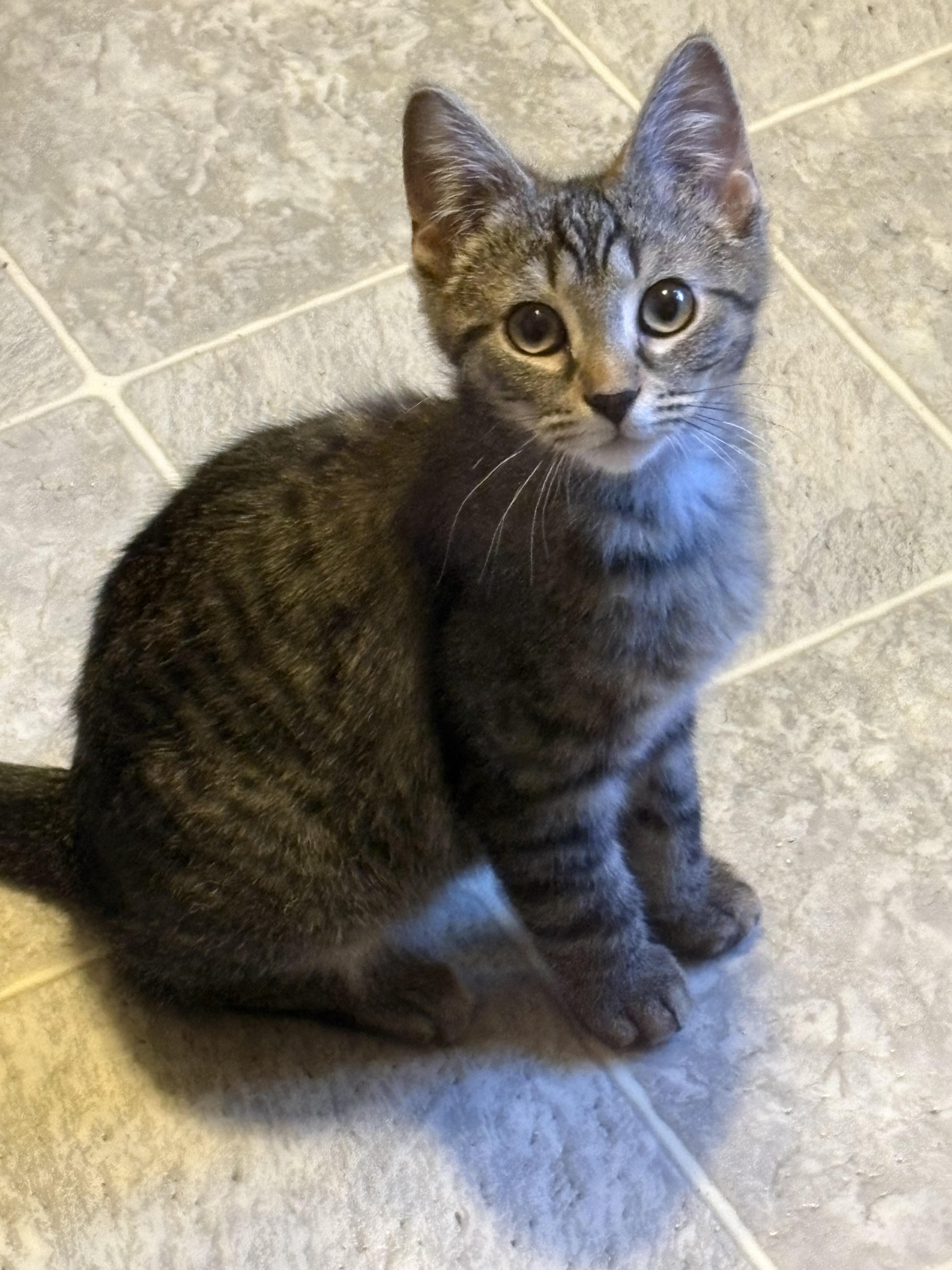 Enlarge Ollie, an adopted Domestic Short Hair in Riverside, RI image 3/3