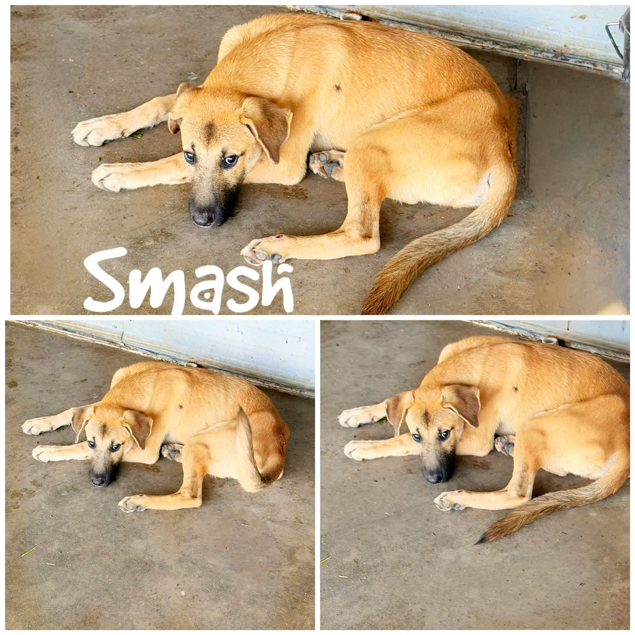 Enlarge Smash, a ADOPTABLE mixed breed in Saint James, MO image 1/1