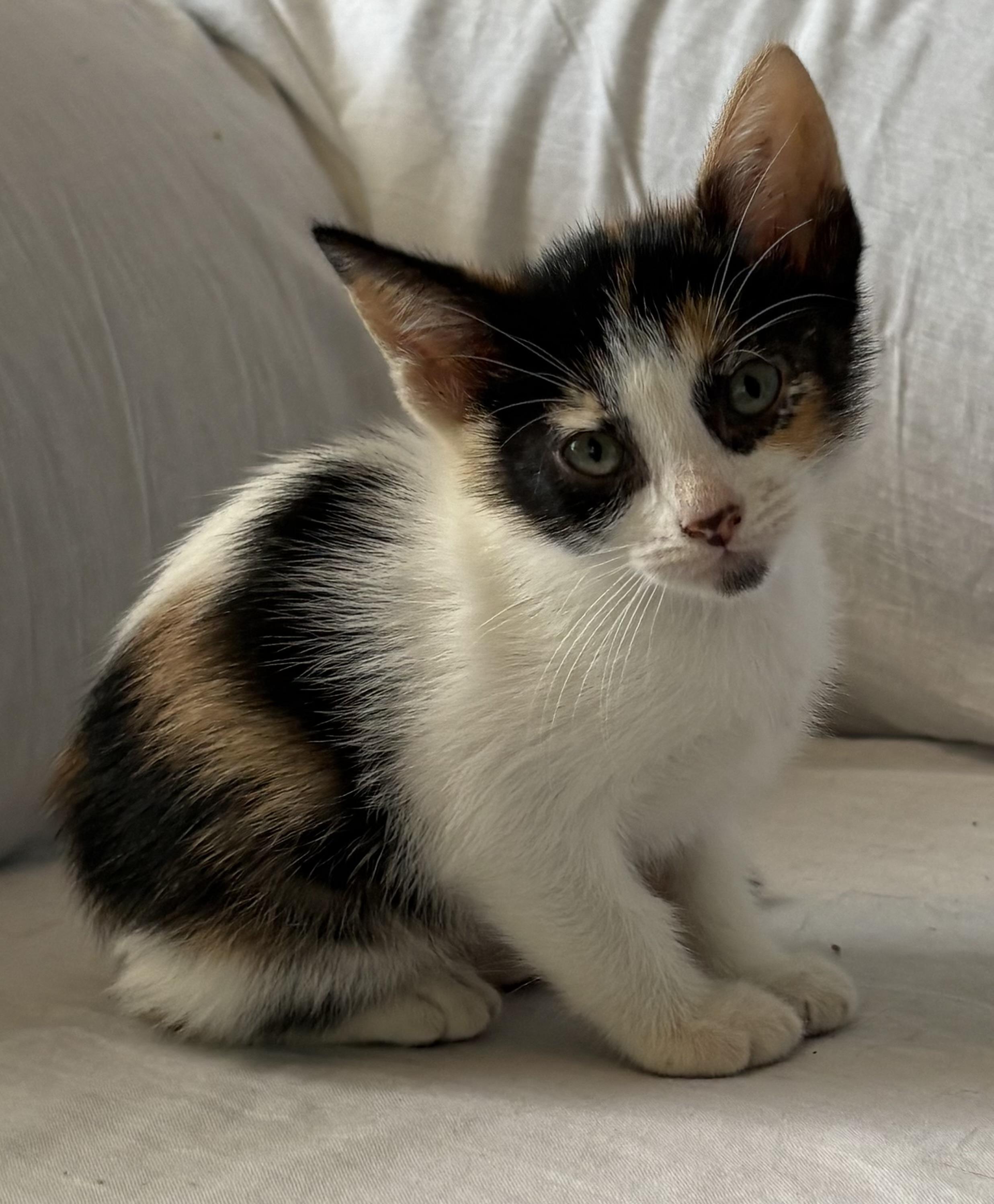 Enlarge Venus, a Adoptable Domestic Short Hair in Aibonito, PR image 1/1