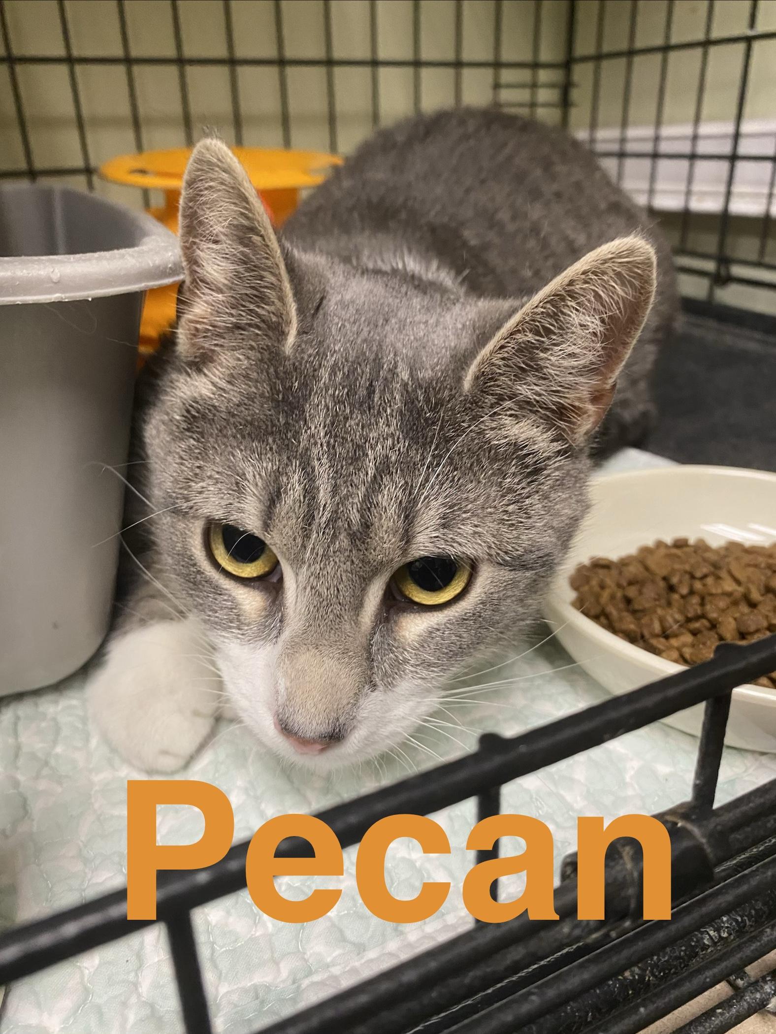 Enlarge Pecan, a ADOPTABLE Domestic Short Hair in Cape May, NJ image 2/2