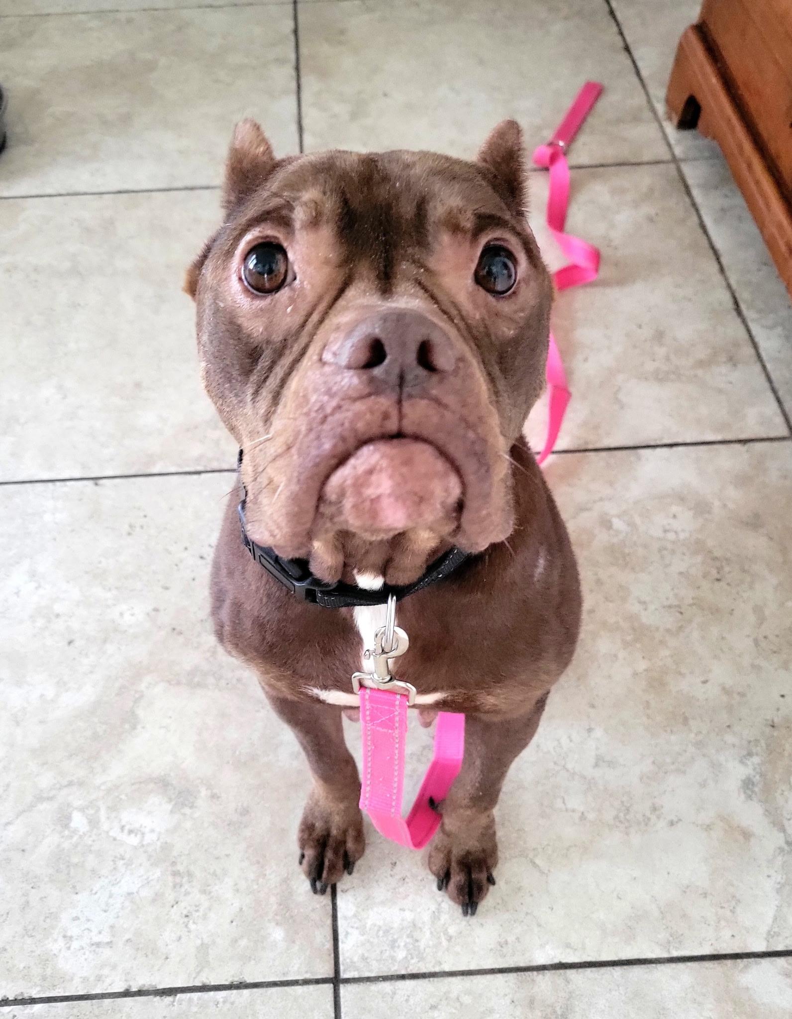 Winnie , ADOPTABLE, Senior Female Bulldog.