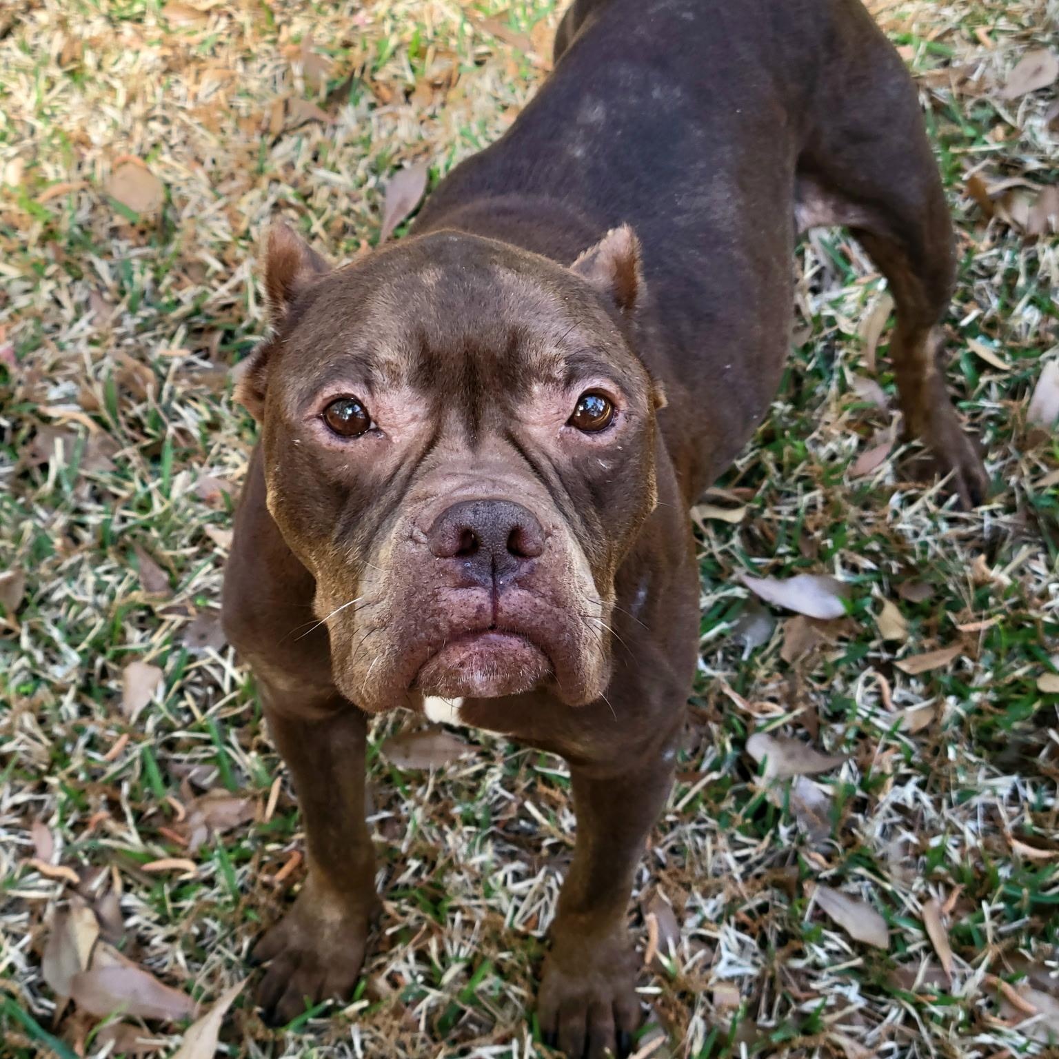 Enlarge Winnie , a ADOPTABLE mixed breed in Myrtle Beach, SC image 4/6