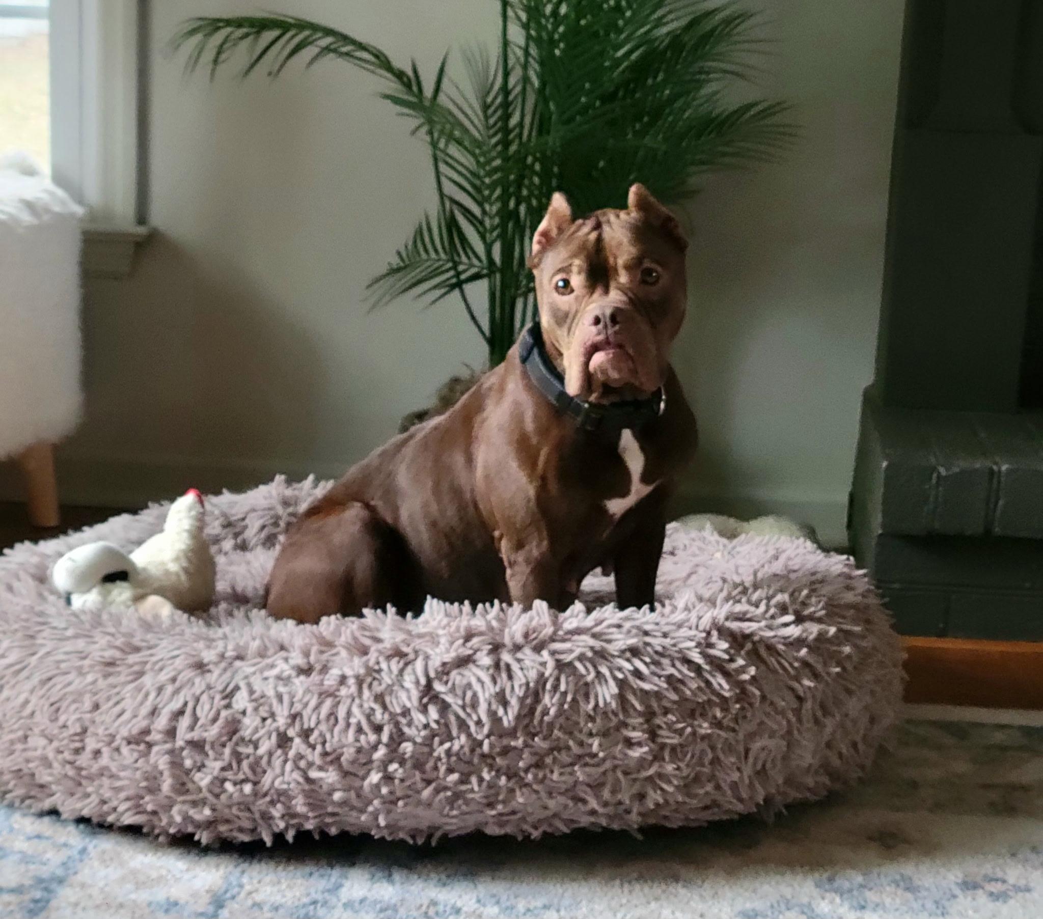 Enlarge Winnie , a ADOPTABLE mixed breed in Myrtle Beach, SC image 2/6